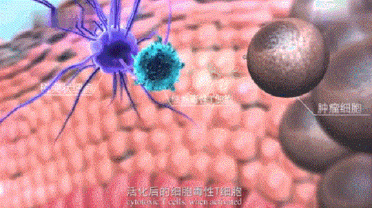 5.gif
