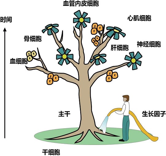 存儲干細胞選漢氏聯(lián)合