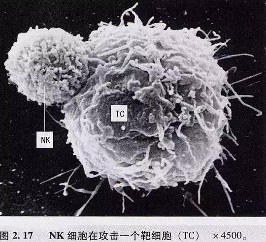 NK干細(xì)胞存儲有什么用
