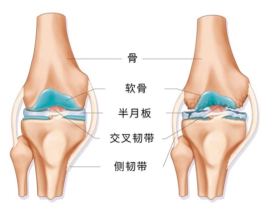 干細胞治療骨質(zhì)疏松