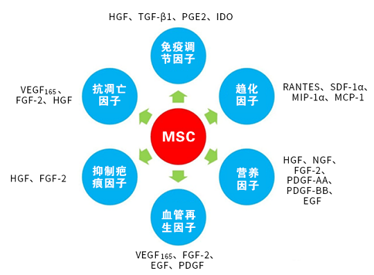 間充質(zhì)干細(xì)胞存儲(chǔ)