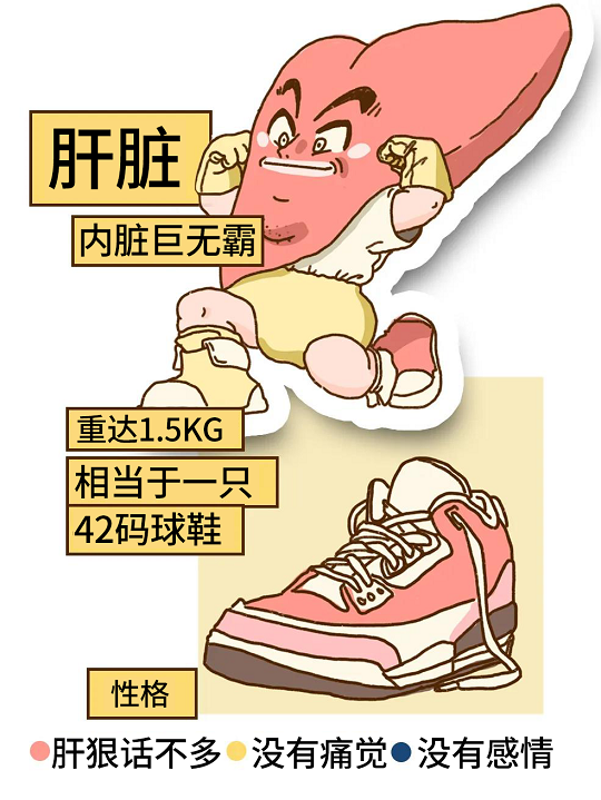 漢氏聯(lián)合干細(xì)胞治療肝衰竭