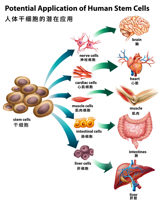干細(xì)胞治療產(chǎn)后修復(fù)